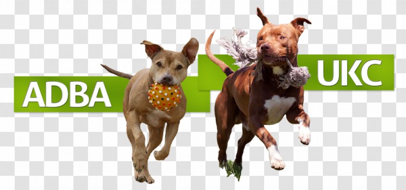 Dog Breed American Pit Bull Terrier Staffordshire - Tail - Bully Transparent PNG