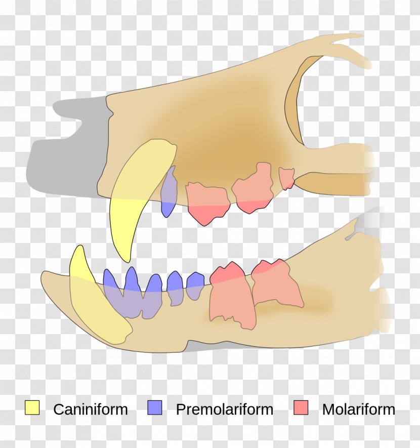 Pakasuchus Tooth Tyrannosaurus Cretaceous Notosuchia - Human Transparent PNG