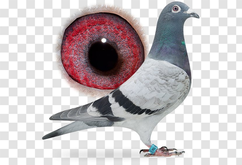 Columbidae Rock Dove Homing Pigeon Bird Nes Aan De Amstel - Racing - Dangling Ring Transparent PNG
