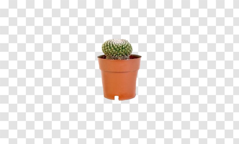 Cactaceae Barbary Fig Flowerpot - Caryophyllales - Potted Cactus Transparent PNG