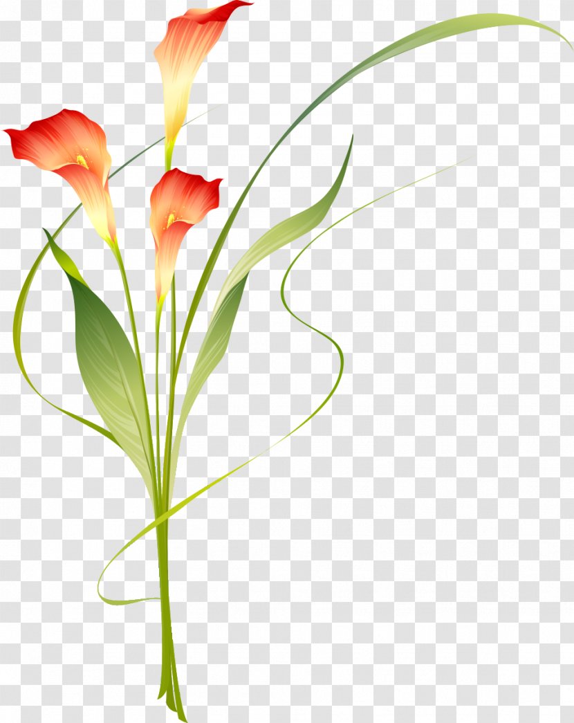 Floral Design Verdier Bernard Emile Cut Flowers Carnation - Flower Bouquet Transparent PNG