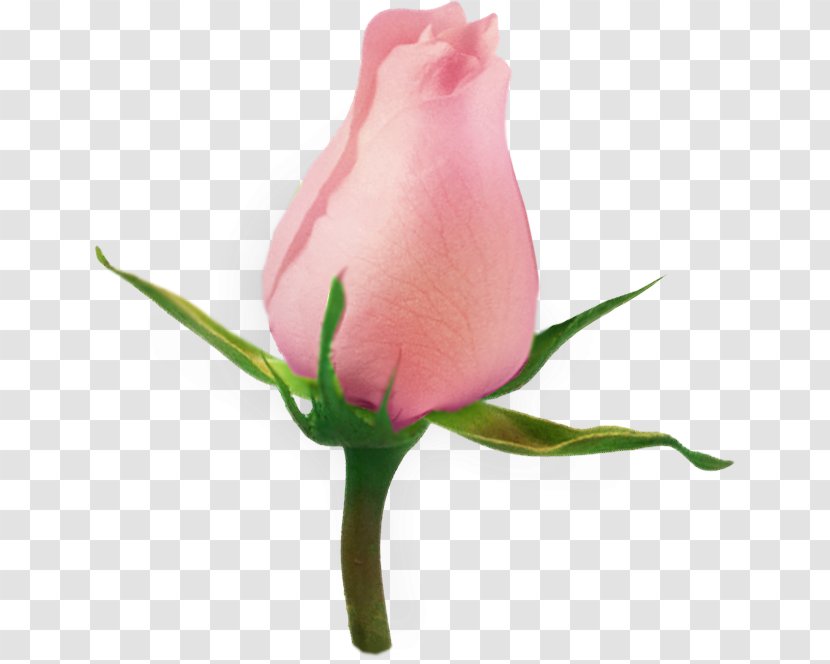 Clip Art Garden Roses Psd Flower Transparent PNG