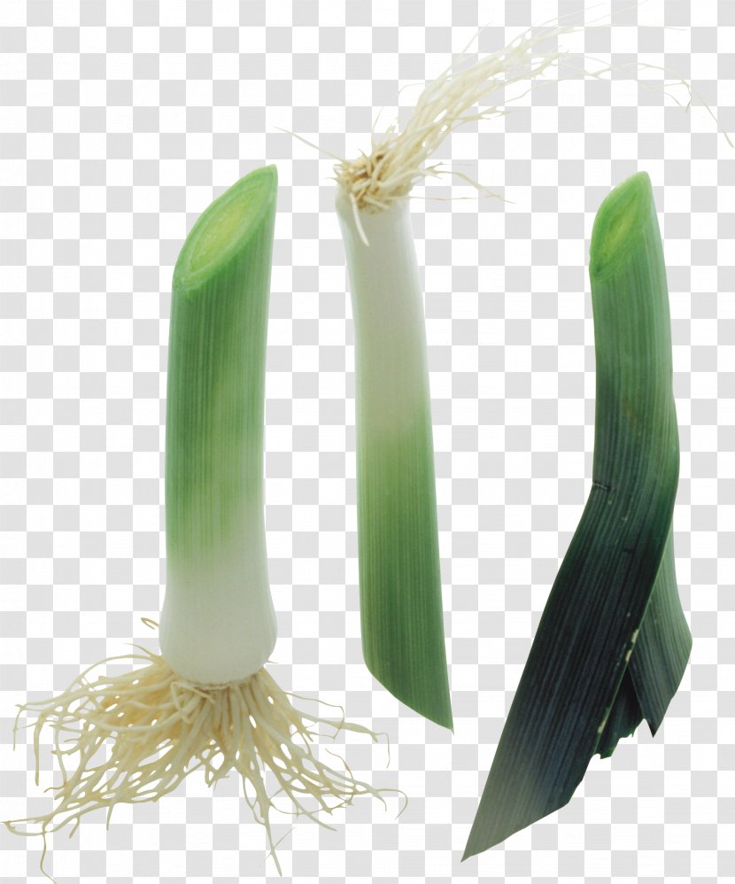 Onion Vegetable Allium Fistulosum Scallion Transparent PNG