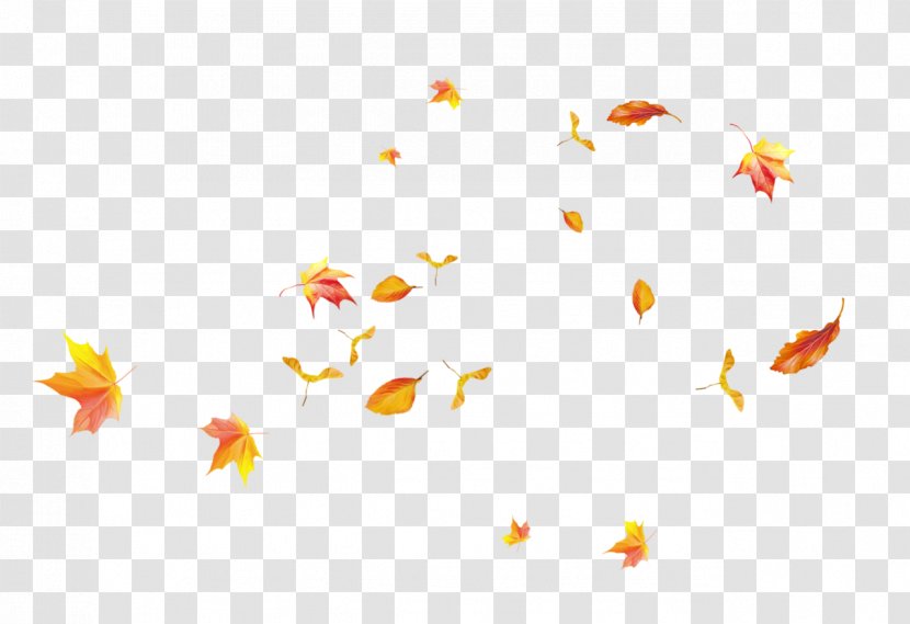 Leaf Tree Branch Plants Petal - Text Transparent PNG