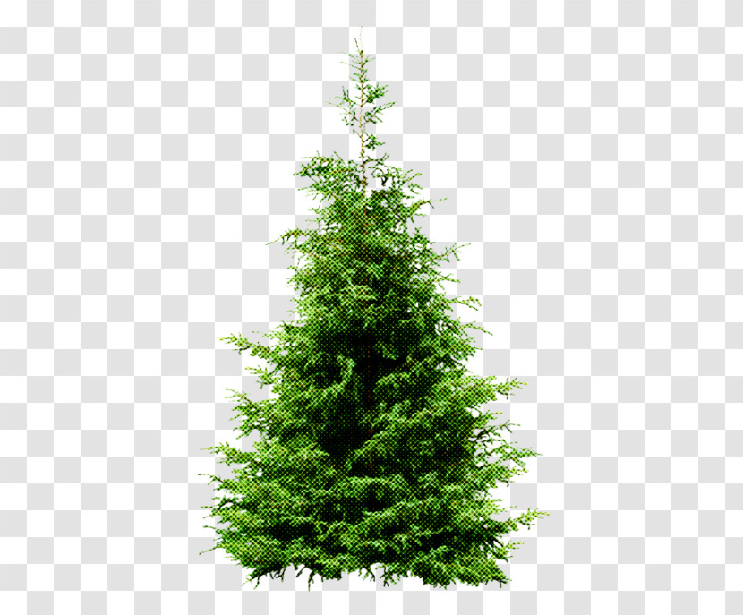 Tree Shortleaf Black Spruce Balsam Fir Yellow Fir White Pine Transparent PNG