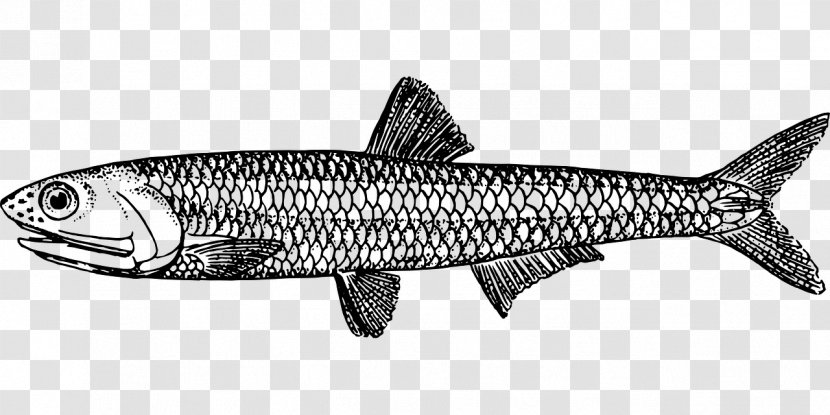 Drawing European Anchovy Caesar Salad Food - Mackerel - River FISH Transparent PNG