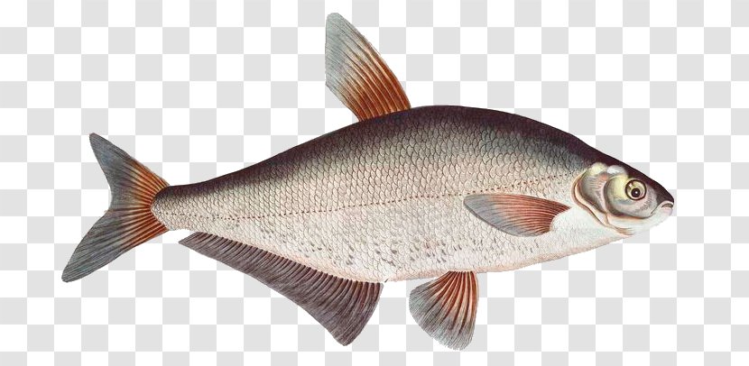 Common Carp Goldfish Northern Red Snapper Crucian Milkfish - Ballerus - Fish Transparent PNG