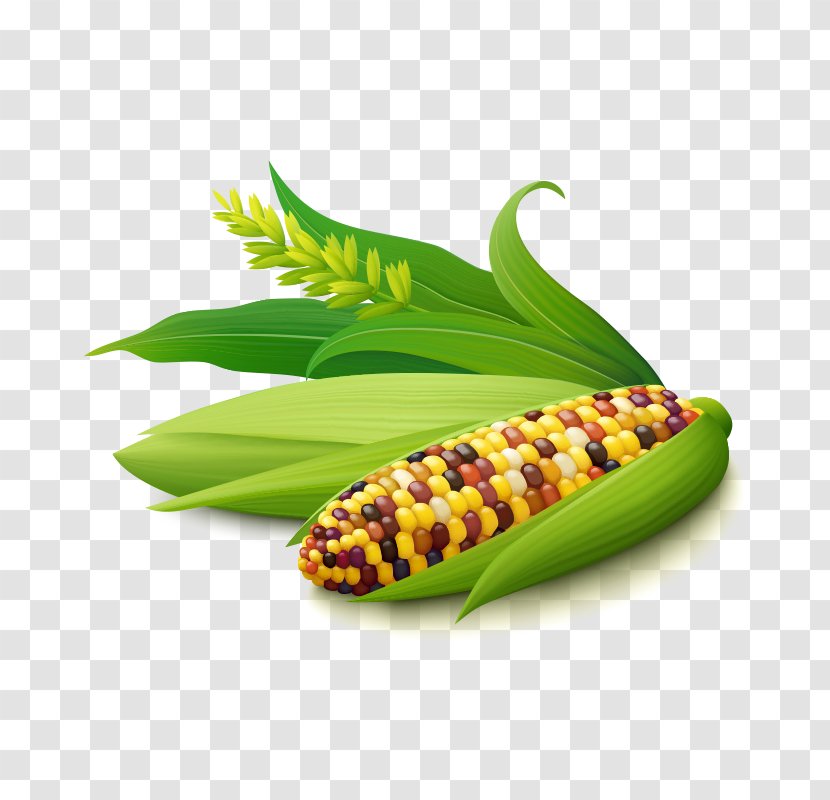 Corn On The Cob Maize Kernel Illustration - Vegetable - Corn,Baogu Transparent PNG