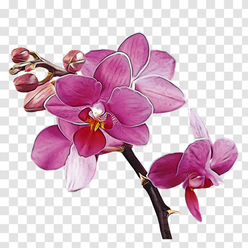 Flower Moth Orchid Violet Petal Plant Transparent PNG