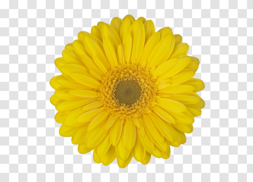 Common Sunflower Stock Photography Seed - Flower Transparent PNG