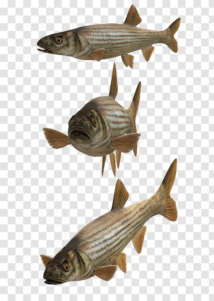 Cod DeviantArt Fish Download - Art - Nine Transparent PNG