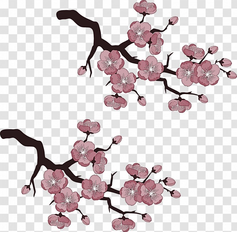 Cherry Blossom - Flower - Plant Transparent PNG