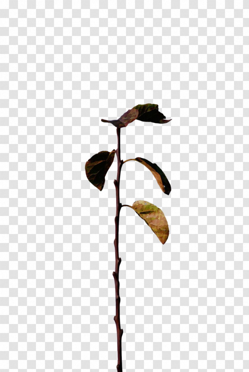 Leaf Plant Stem Twig Flora M-tree Transparent PNG