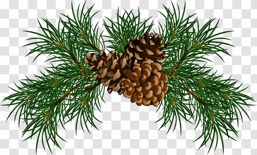 Pine Conifer Cone Branch Clip Art - Scots - Branches With Cones Picture Transparent PNG