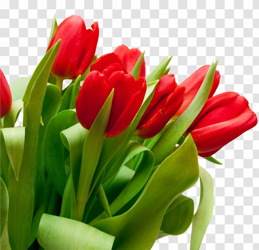 Tulip Red Flower Bouquet - Petal Transparent PNG