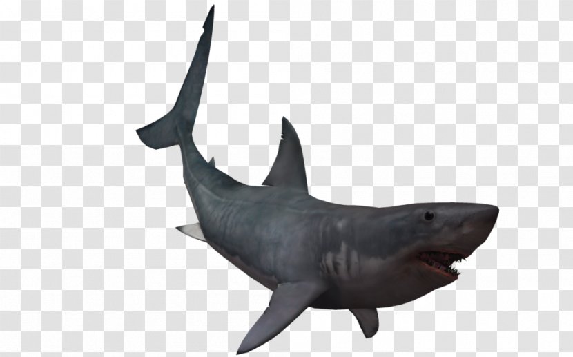 Great White Shark Hammerhead Scalloped Fish - Scalable Vector Graphics - Real Transparent PNG