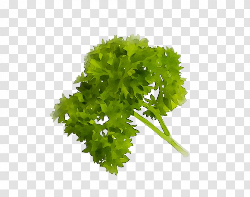 Parsley Coriander - Leaf Vegetable Transparent PNG