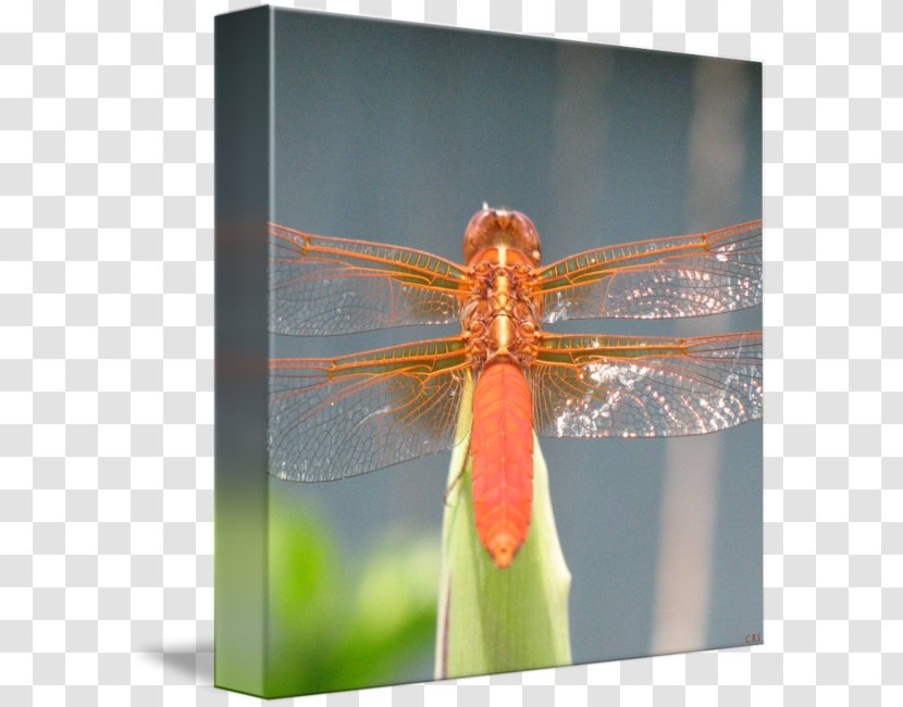Insect Dragonfly Photography Invertebrate Arthropod - Dragon Fly Transparent PNG