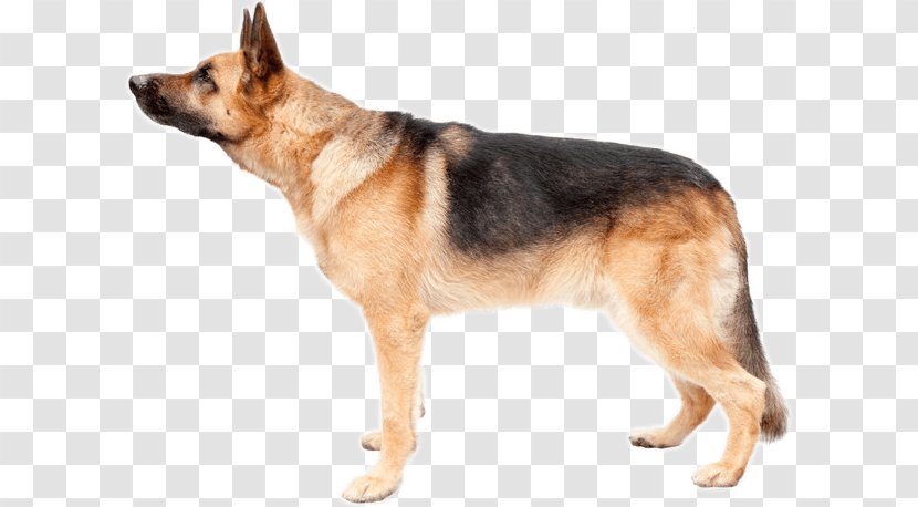 German Shepherd Boxer White Puppy Mountain Aire Veterinary Hospital - Old Dog Transparent PNG