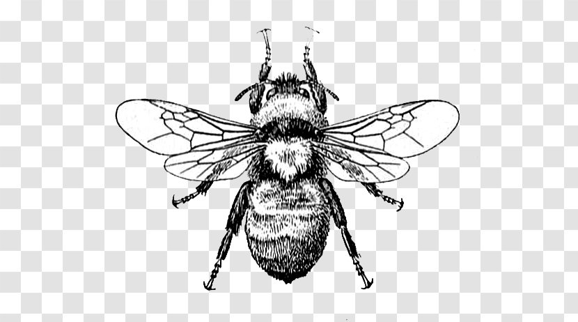 Honey Bee Drawing Clip Art - Queen Transparent PNG