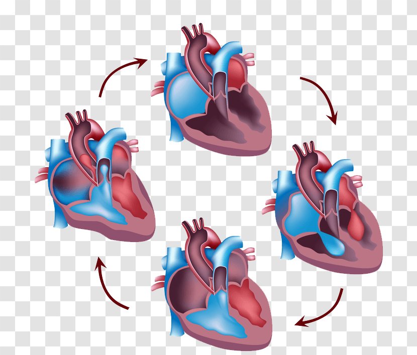 Cardiac Cycle Heart Circulatory System Systole Human Body - Muscle Transparent PNG