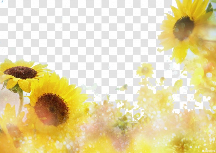 Sunflowers In The Sun - Petal - India Transparent PNG