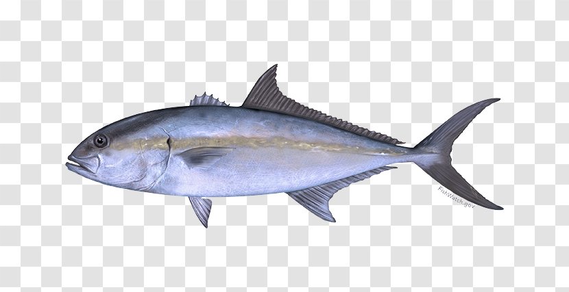 Fish Fin Thunnus Atlantic Bluefin Tuna - Products Mouth Transparent PNG