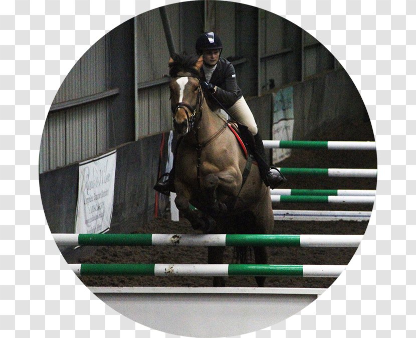 Show Jumping Hunt Seat Rein Equitation Stallion - Talygarn Equestrian Centre Transparent PNG