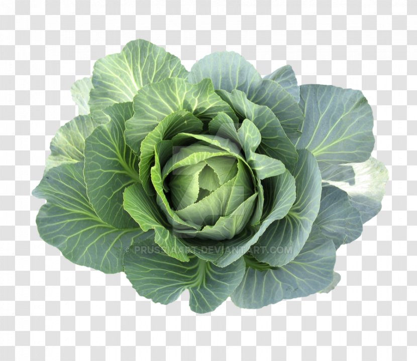 Romaine Lettuce Spring Greens Collard Vegetarian Cuisine Cabbage Transparent PNG