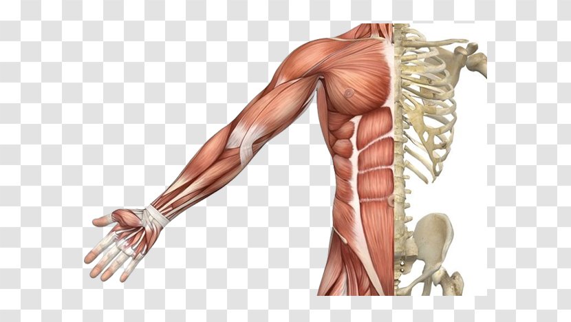 Skeletal Muscle Muscular System Human Skeleton Body - Flower Transparent PNG