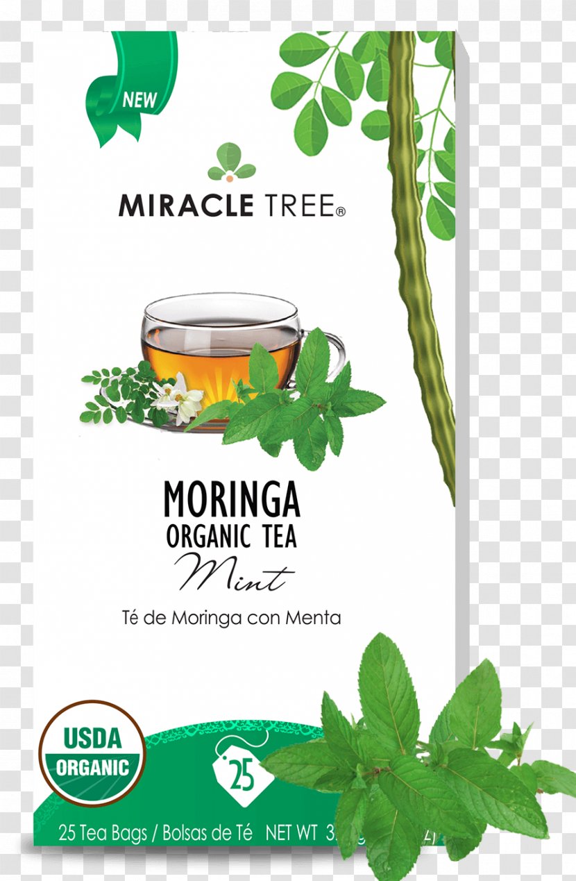 Tea Drumstick Tree Infusion Herb Honey - Food Transparent PNG