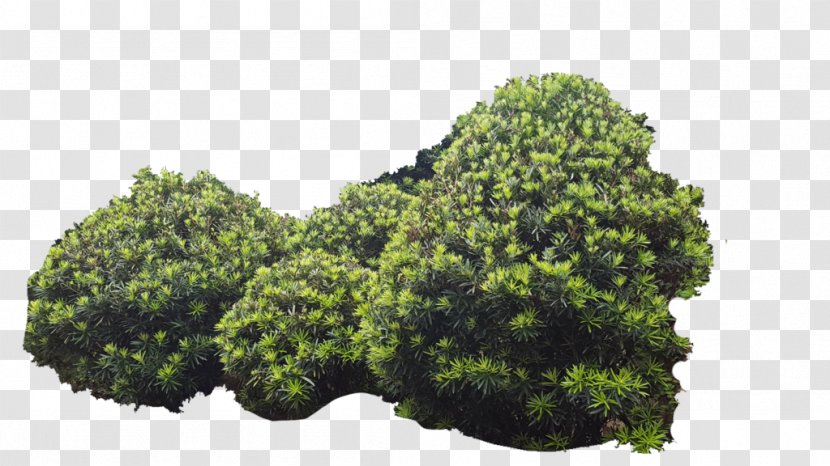 Shrubland Tree - Stock Photography Transparent PNG
