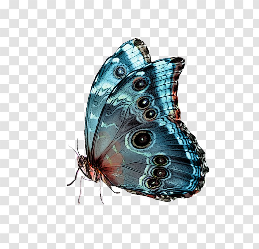 Butterfly Blue - Brush Footed - Papillon Transparent PNG