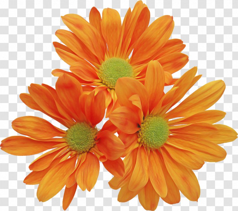 Orange - Petal - Yellow Cut Flowers Transparent PNG