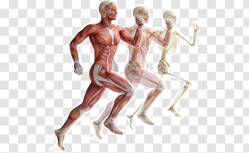 Skeletal Muscle Human Skeleton Muscular System Body - Tree Transparent PNG