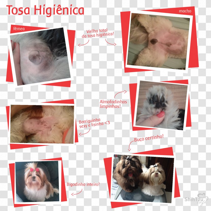 Whiskers Shih Tzu Poodle Lhasa Apso Dog Breed - Cat Transparent PNG