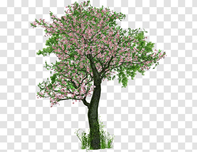 The Love Of Trees Tree Planting Deciduous - Jasmine Cherry Blossom Transparent PNG
