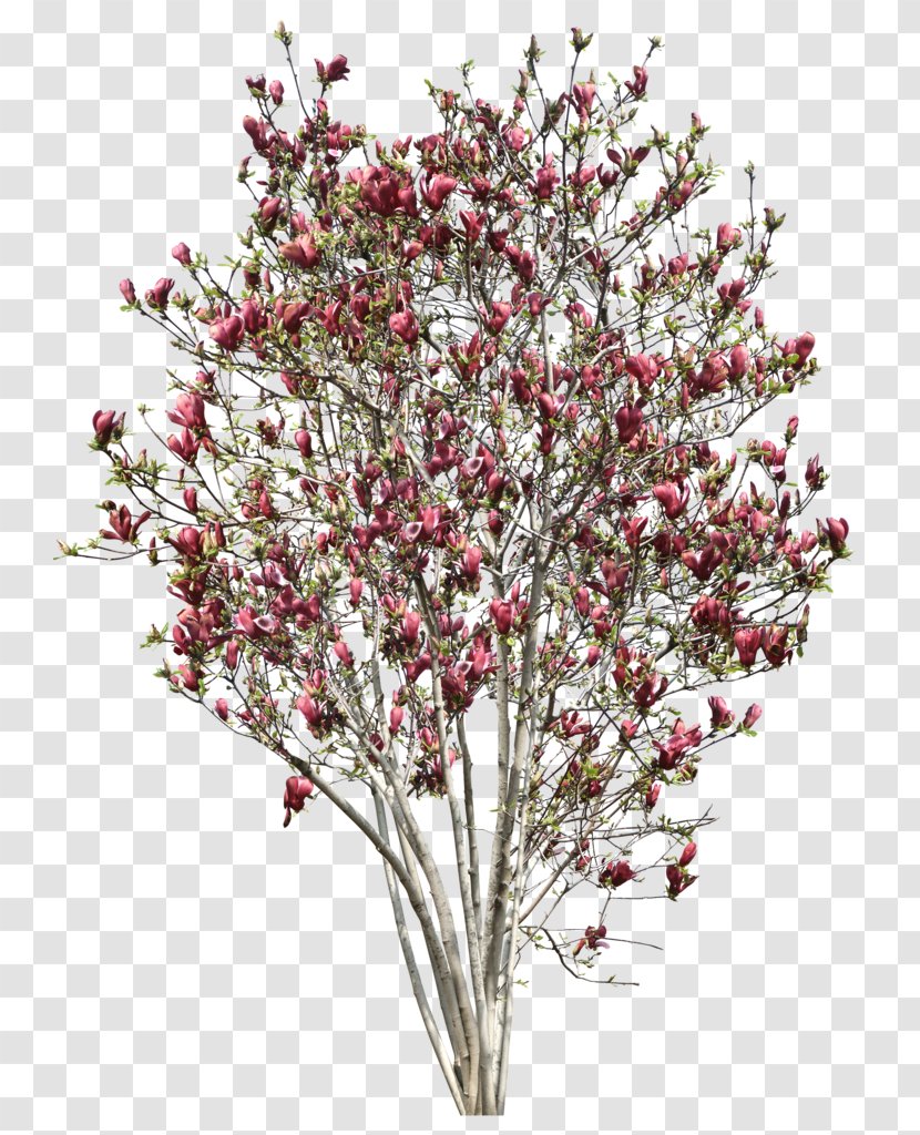 Tree Southern Magnolia Chinese Clip Art - Branch - Myrtle Transparent PNG