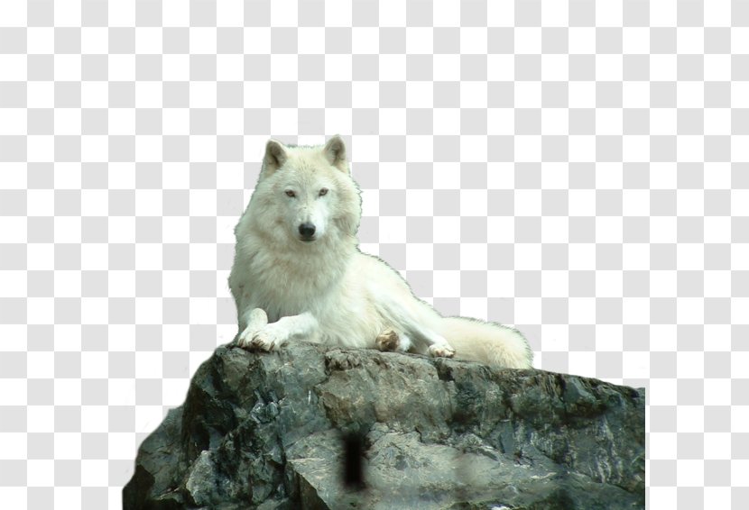 Dog Arctic Wolf Eastern Mackenzie Valley Puppy Transparent PNG