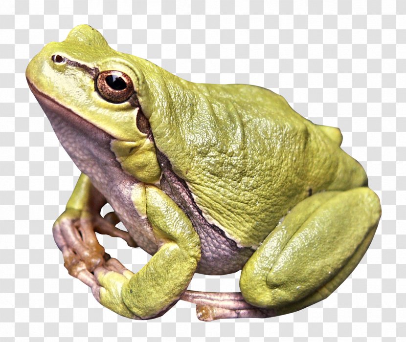 Frog Amphibian - Ranidae Transparent PNG