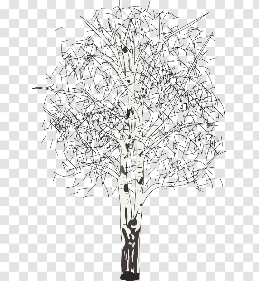 Silver Birch Betula Lenta Tree Clip Art - Drawing - Cliparts Transparent PNG