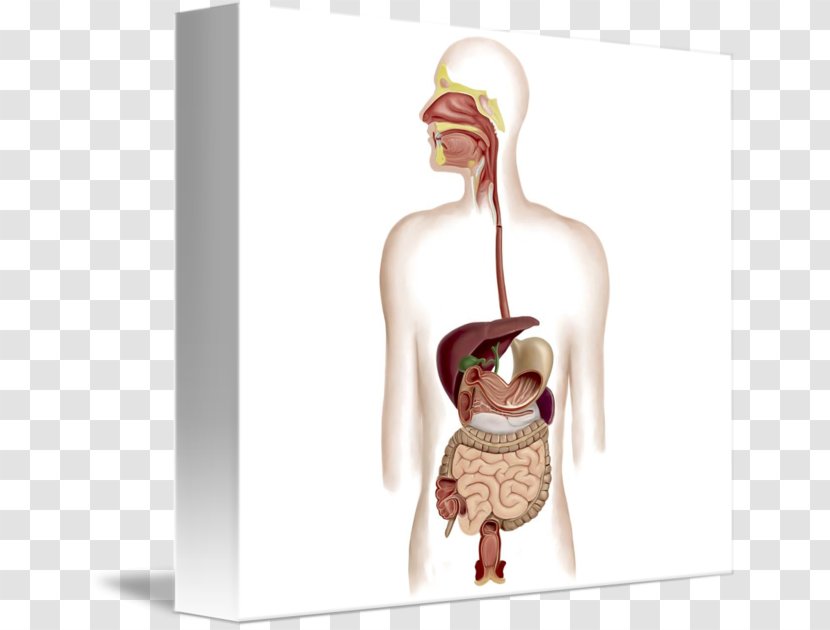 Human Digestive System Digestion Gastrointestinal Tract Anatomy Art - Frame Transparent PNG