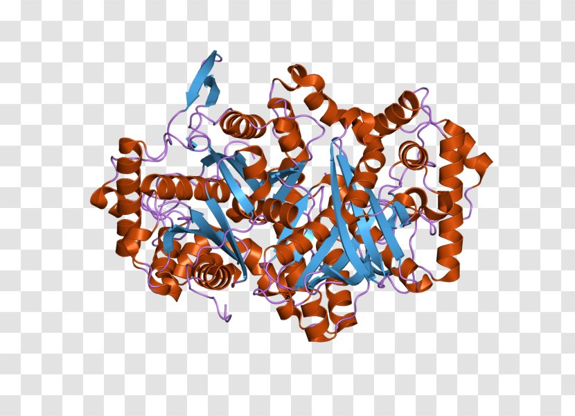 ACAA1 Thiolase Peroxisome Acyltransferase Coenzyme A - Acetylcoa Cacetyltransferase - Text Transparent PNG