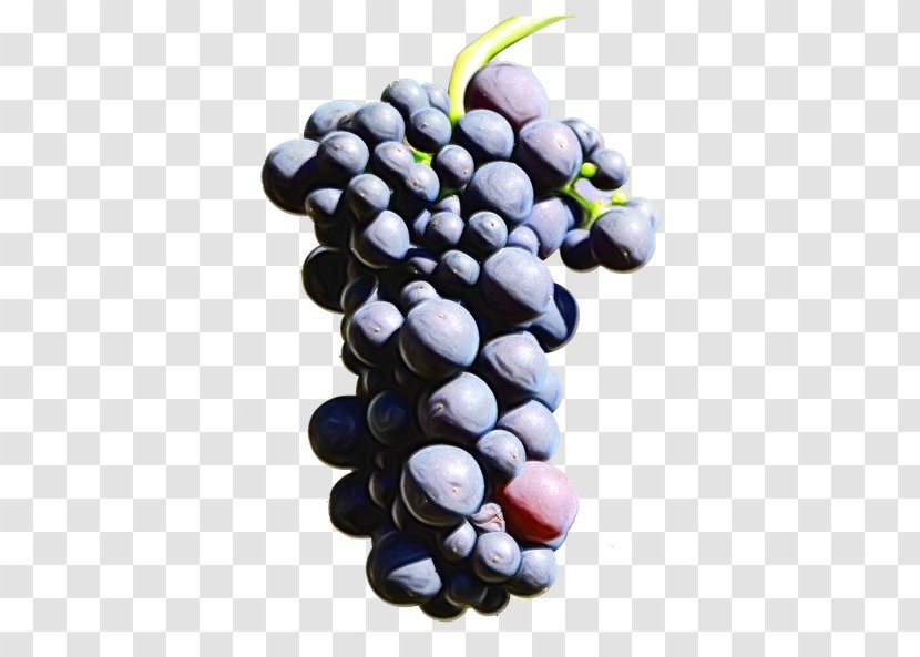 Grape Fruit Grapevine Family Vitis Superfood - Watercolor - Flower Berry Transparent PNG