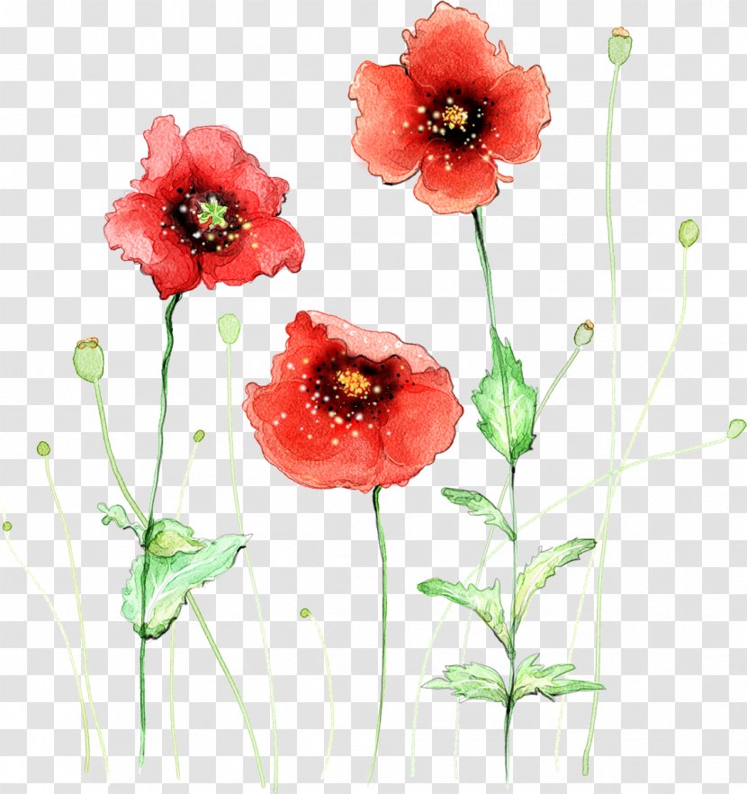Common Poppy Flower Watercolor Painting - The Japanese Are Small And Fresh Transparent PNG