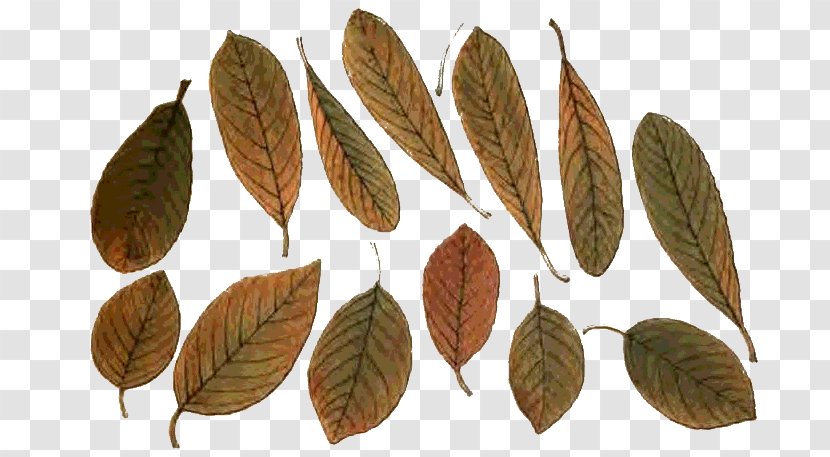 Leaf Populus Nigra Sect. Aigeiros Tree Sweetgum - Grupo Transparent PNG