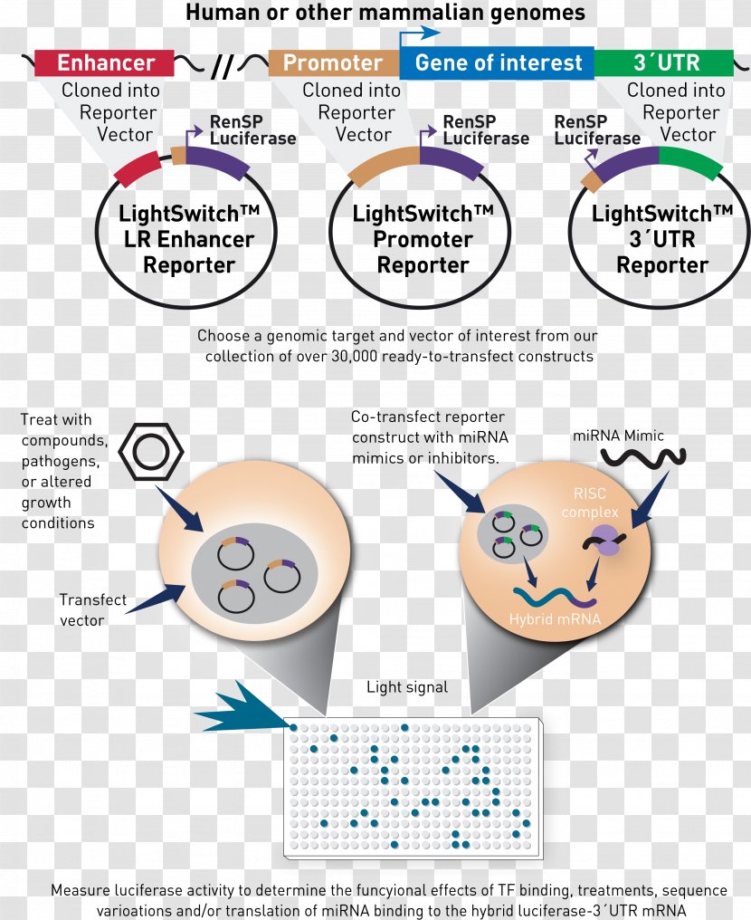 Functional Genomics Reporter Gene Clip Art Genome - Text - Luminescence Transparent PNG