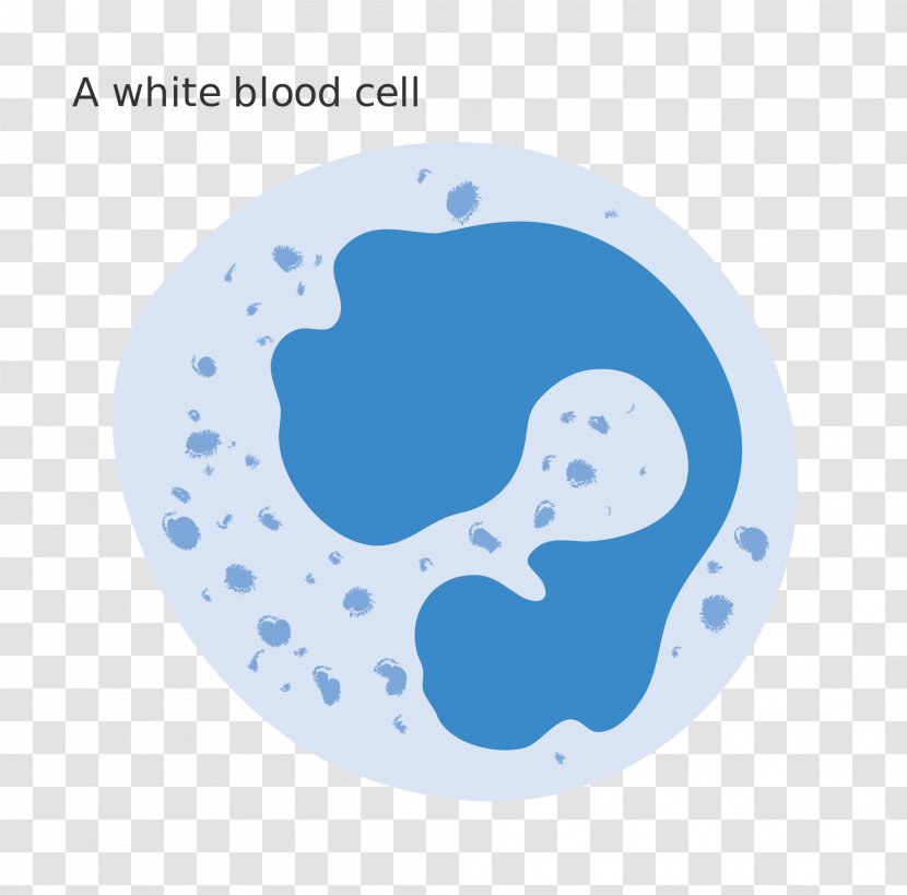 White Blood Cell Red - Neutrophil Transparent PNG