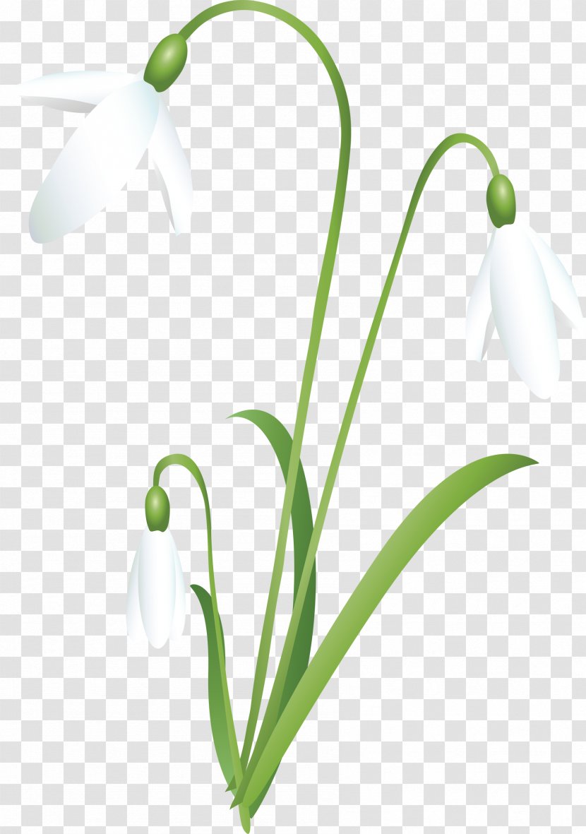 Snowdrop Flower Petal Clip Art - Bud Transparent PNG