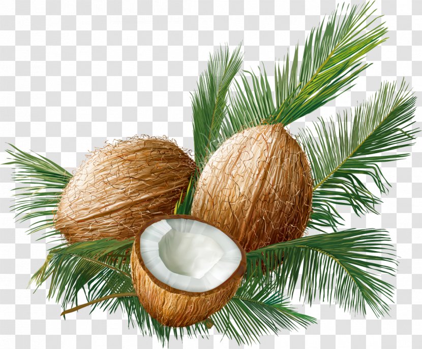 Coconut Euclidean Vector Tropical Fruit - Nut - Sweet Transparent PNG